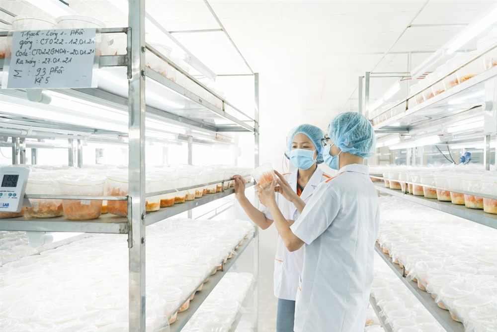 Phòng nuôi cấy đông trùng hạ thảo tại nhà máy Lavite