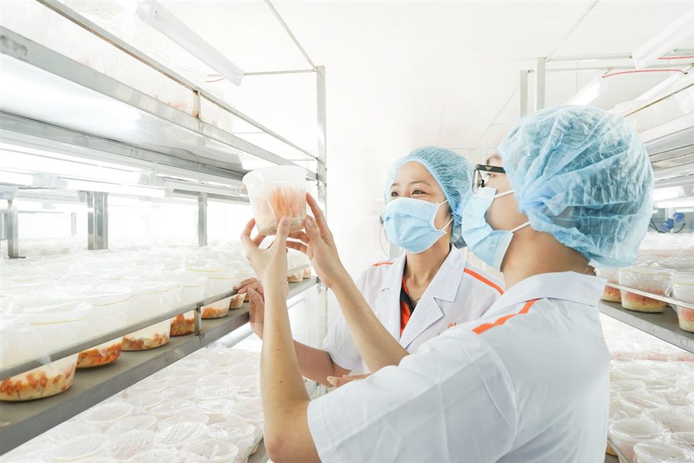 Nhân viên kiểm tra mẫu đông trùng hạ thảo