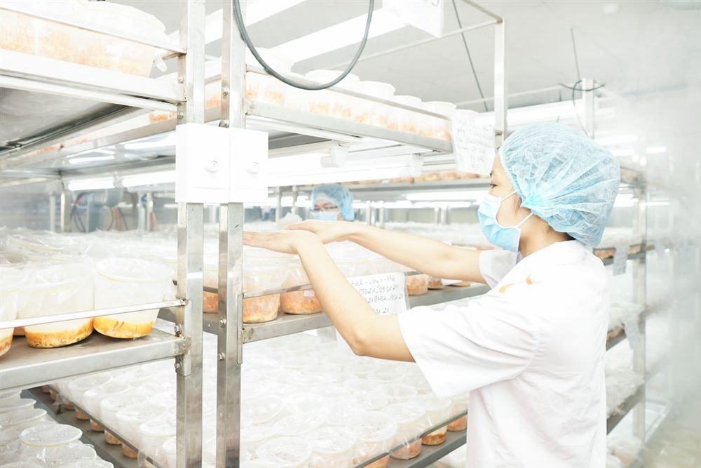 Kiểm tra đông trùng hạ thảo trên giá nuôi cấy