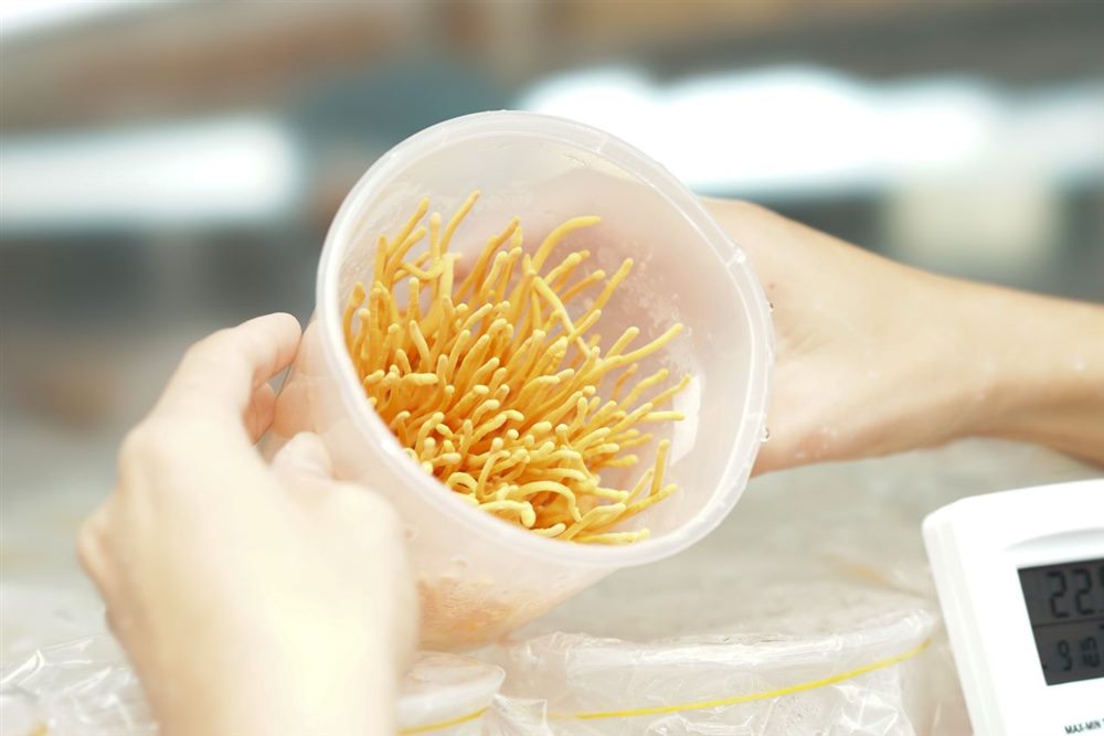 Đông trùng hạ thảo nuôi cấy trong hộp